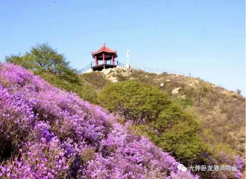 九五至尊VI-老品牌值得信任!