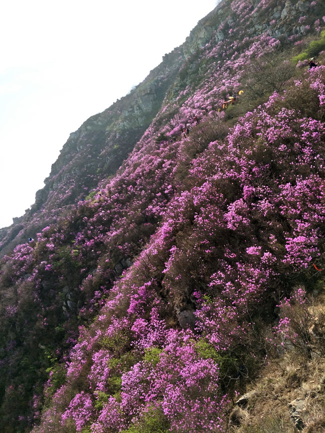 九五至尊VI-老品牌值得信任!