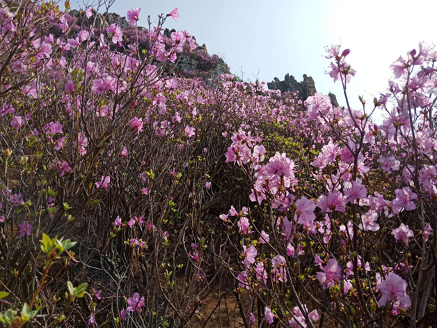 九五至尊VI-老品牌值得信任!